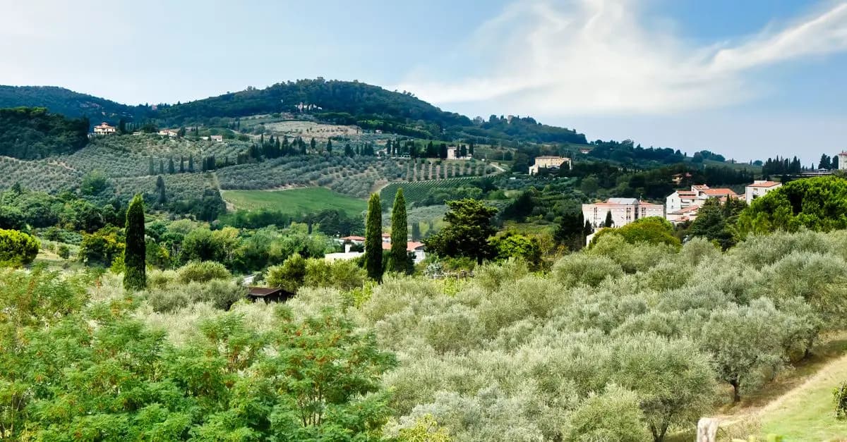 Utiliser les Huiles d'Olive Corses en Cuisine