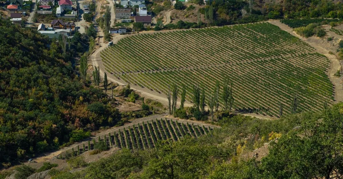 Comparaison des Vins Corses : Nord vs Sud