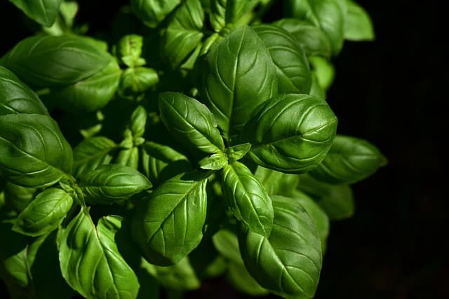 Recettes Autrement Corse : Plats Modernes à Tester