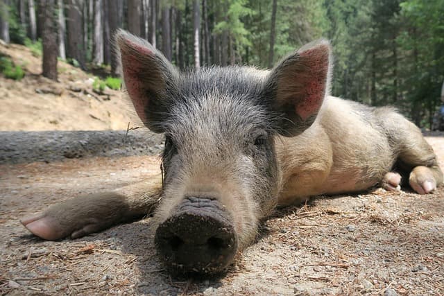 Les Plats Corses à Ne Pas Manquer : Une Exploration Savoureuse